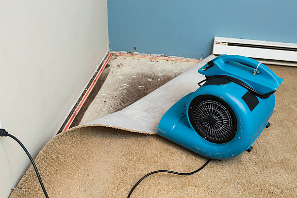 Best Water damage cleanup near me  in Sargent, TX